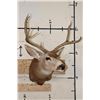 Image 2 : 7-Point MULE DEER Shoulder Mount