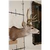 Image 3 : 7-Point MULE DEER Shoulder Mount