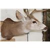 Image 4 : 7-Point MULE DEER Shoulder Mount