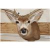 Image 5 : 7-Point MULE DEER Shoulder Mount
