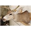 Image 6 : 7-Point MULE DEER Shoulder Mount