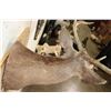 Image 7 : 7-Point MULE DEER Shoulder Mount