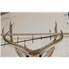 Image 8 : 7-Point MULE DEER Shoulder Mount