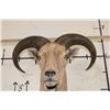 Image 12 : AOUDAD Shoulder Mount
