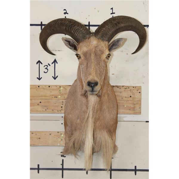 AOUDAD Shoulder Mount