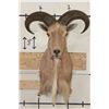 Image 1 : AOUDAD Shoulder Mount