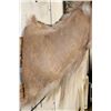 Image 9 : AOUDAD Shoulder Mount