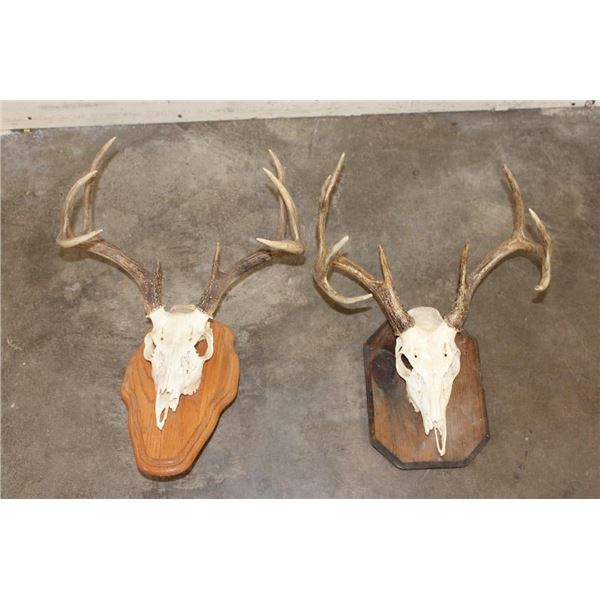 (1) WHITETAIL DEER Skull on a Wood Plaque, (1) WHITETAIL DEER Skull Wall Pedestal (ONE$)