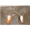 Image 1 : (1) WHITETAIL DEER Skull on a Wood Plaque, (1) WHITETAIL DEER Skull Wall Pedestal (ONE$)