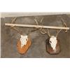 Image 2 : (1) WHITETAIL DEER Skull on a Wood Plaque, (1) WHITETAIL DEER Skull Wall Pedestal (ONE$)