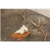 Image 3 : (1) WHITETAIL DEER Skull on a Wood Plaque, (1) WHITETAIL DEER Skull Wall Pedestal (ONE$)