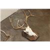 Image 5 : (1) WHITETAIL DEER Skull on a Wood Plaque, (1) WHITETAIL DEER Skull Wall Pedestal (ONE$)