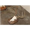Image 6 : (1) WHITETAIL DEER Skull on a Wood Plaque, (1) WHITETAIL DEER Skull Wall Pedestal (ONE$)