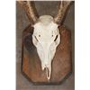Image 7 : (1) WHITETAIL DEER Skull on a Wood Plaque, (1) WHITETAIL DEER Skull Wall Pedestal (ONE$)