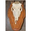 Image 8 : (1) WHITETAIL DEER Skull on a Wood Plaque, (1) WHITETAIL DEER Skull Wall Pedestal (ONE$)