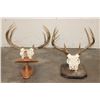Image 9 : (1) WHITETAIL DEER Skull on a Wood Plaque, (1) WHITETAIL DEER Skull Wall Pedestal (ONE$)