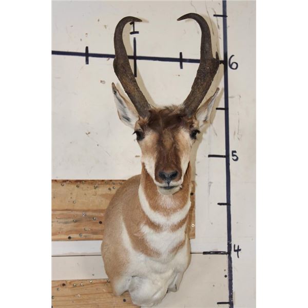 PRONGHORN Shoulder Mount