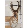 Image 1 : PRONGHORN Shoulder Mount