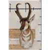 Image 2 : PRONGHORN Shoulder Mount