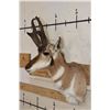 Image 3 : PRONGHORN Shoulder Mount