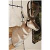 Image 4 : PRONGHORN Shoulder Mount