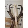 Image 7 : PRONGHORN Shoulder Mount