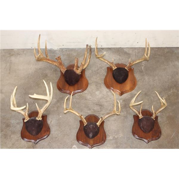 (5) Mounted WHITETAIL Antler Racks, including 1 Non-Typical Rack on Wood Plaques (ONE$)