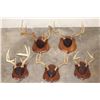 Image 1 : (5) Mounted WHITETAIL Antler Racks, including 1 Non-Typical Rack on Wood Plaques (ONE$)