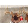 Image 2 : (5) Mounted WHITETAIL Antler Racks, including 1 Non-Typical Rack on Wood Plaques (ONE$)