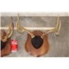 Image 3 : (5) Mounted WHITETAIL Antler Racks, including 1 Non-Typical Rack on Wood Plaques (ONE$)