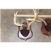 Image 4 : (5) Mounted WHITETAIL Antler Racks, including 1 Non-Typical Rack on Wood Plaques (ONE$)