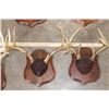 Image 5 : (5) Mounted WHITETAIL Antler Racks, including 1 Non-Typical Rack on Wood Plaques (ONE$)