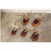Image 6 : (5) Mounted WHITETAIL Antler Racks, including 1 Non-Typical Rack on Wood Plaques (ONE$)