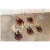 Image 7 : (5) Mounted WHITETAIL Antler Racks, including 1 Non-Typical Rack on Wood Plaques (ONE$)