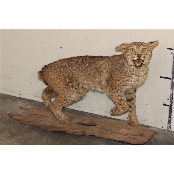 Life-sized BOBCAT on a Log Base