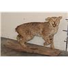 Image 1 : Life-sized BOBCAT on a Log Base