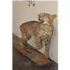 Image 5 : Life-sized BOBCAT on a Log Base