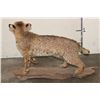 Image 9 : Life-sized BOBCAT on a Log Base