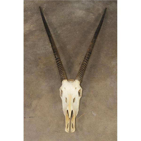 Big Euro Cut GEMSBOK Skull with Removable Horns