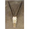 Image 1 : Big Euro Cut GEMSBOK Skull with Removable Horns
