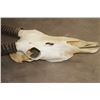 Image 3 : Big Euro Cut GEMSBOK Skull with Removable Horns