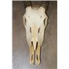 Image 4 : Big Euro Cut GEMSBOK Skull with Removable Horns