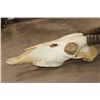 Image 5 : Big Euro Cut GEMSBOK Skull with Removable Horns