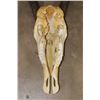 Image 6 : Big Euro Cut GEMSBOK Skull with Removable Horns