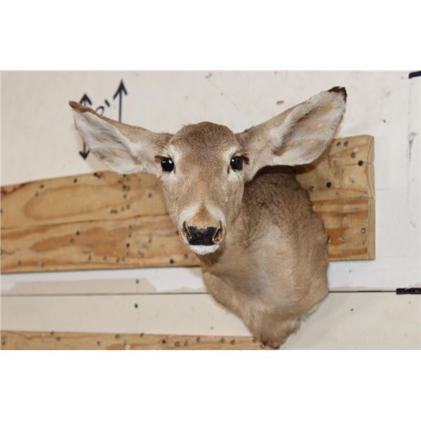 WHITETAIL DOE Shoulder Mount