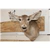 Image 1 : WHITETAIL DOE Shoulder Mount