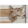 Image 2 : WHITETAIL DOE Shoulder Mount