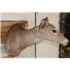Image 3 : WHITETAIL DOE Shoulder Mount