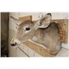 Image 4 : WHITETAIL DOE Shoulder Mount