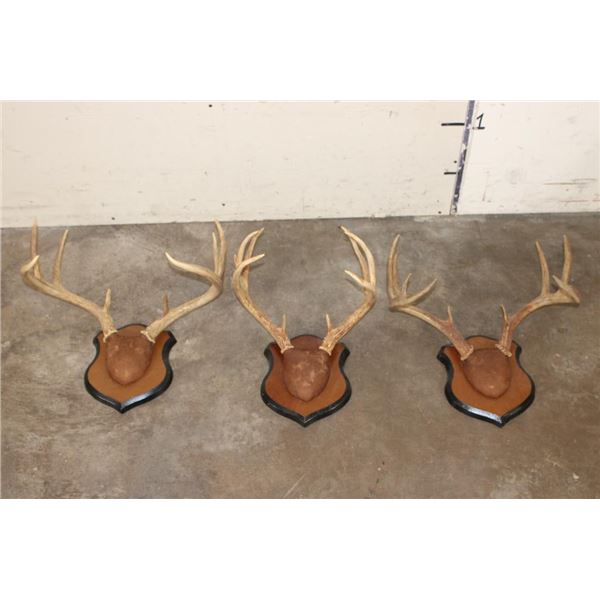 (3) WHITETAIL DEER Racks mounted on matching Wooden Plaques (ONE$)